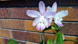 Cattleya Topaz Lullaby