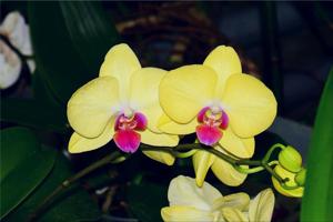 Phalaenopsis Lime Light