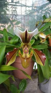 Paphiopedilum Lathamianum