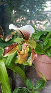 Paphiopedilum Lathamianum