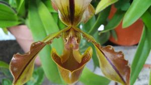 Paphiopedilum Lathamianum