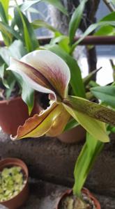 Paphiopedilum Lathamianum