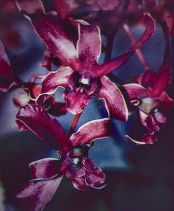 Dendrobium Candy Apple