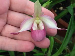 Phragmipedium Sedenii