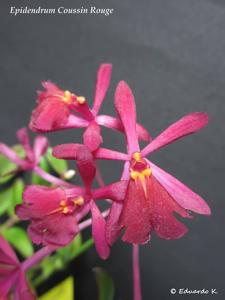 Epidendrum Coussin Rouge