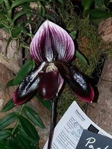 Paphiopedilum Tristar Mabo