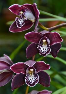 Cymbidium Fascella