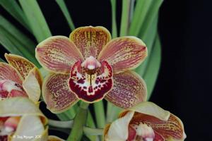 <i>Cymbidium</i> Judy, Judy, Judy