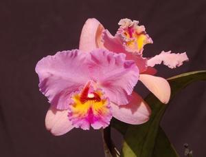 Rhyncholaeliocattleya Edith North