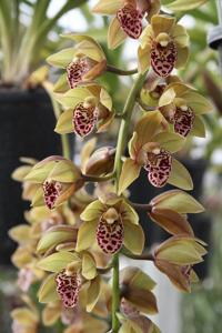 Cymbidium Janis Elaine Hoenig