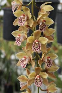 Cymbidium Janis Elaine Hoenig