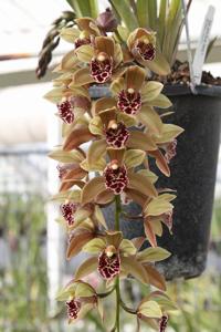 Cymbidium Janis Elaine Hoenig