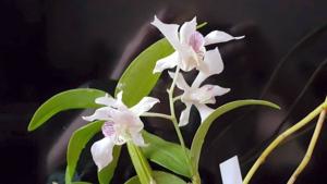 Dendrobium Gwen Slade