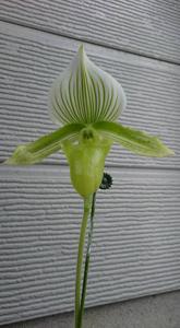 Paphiopedilum Hsinying Almachi