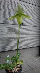 Paphiopedilum Hsinying Almachi