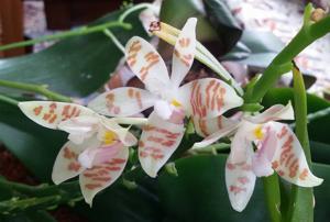 Phalaenopsis Sumaspice