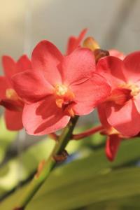 Vandachostylis Pine Rivers