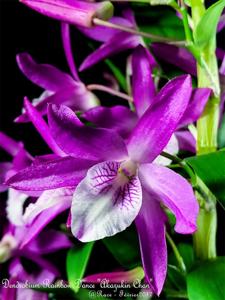 Dendrobium Rainbow Dance