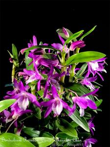 Dendrobium Rainbow Dance