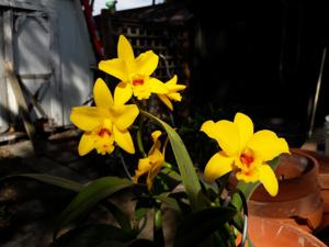 Cattlianthe Gold Nugget