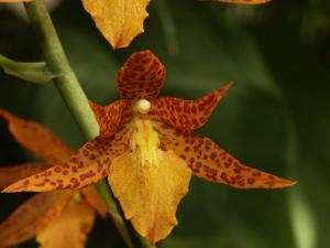 Brassostele Mandarin