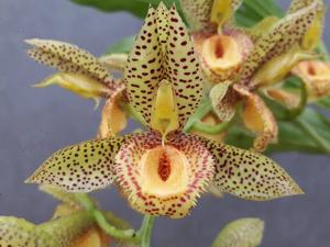 Catasetum Alice Maud