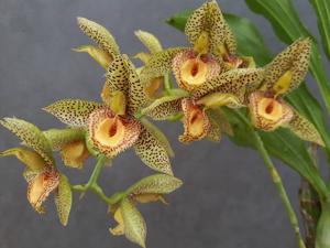 Catasetum Alice Maud