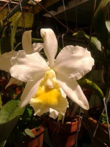 Laeliocattleya Twilight Song