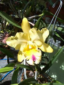 Rhyncholaeliocattleya Yuko Ito