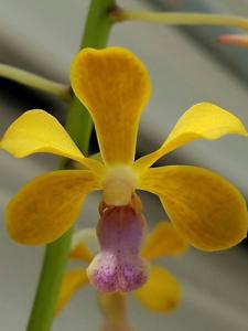 Vanda Glorianne Messler