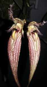 Bulbophyllum Fascination