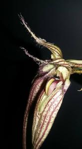 Bulbophyllum Fascination