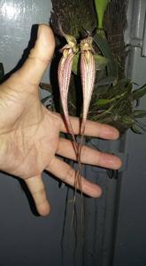 Bulbophyllum Fascination