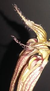 Bulbophyllum Fascination