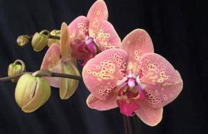 Phalaenopsis Reyoung Butter