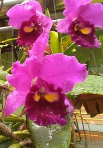 Rhyncholaeliocattleya Fort Sumter