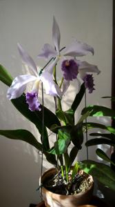 Cattleya Bella