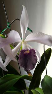 Cattleya Bella