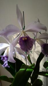 Cattleya Bella