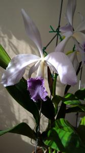 Cattleya Bella