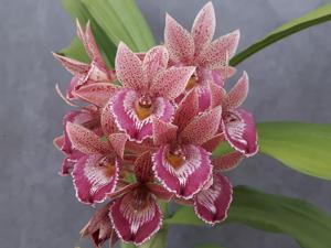 Catasandra Andrea Leao