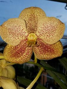 Vanda Gold Lover