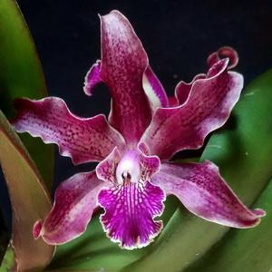 Laeliocattleya Carlos Garcia Esquivel