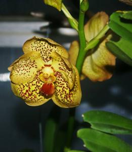 Vanda Sanchai Gold Spots