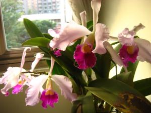 Cattleya eximioides