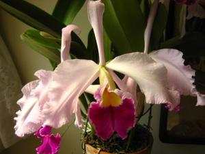 Cattleya eximioides