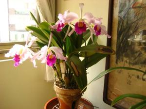 Cattleya eximioides