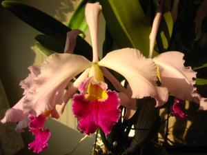 Cattleya eximioides