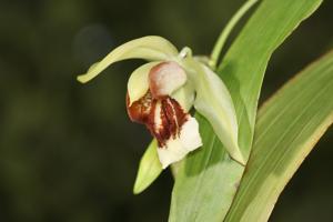 Coelogyne Neroli Cannon