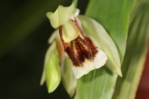 Coelogyne Neroli Cannon